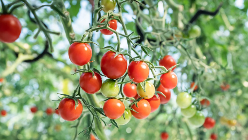 宮下農園　3代目宮下清次郎さん、茜さん
